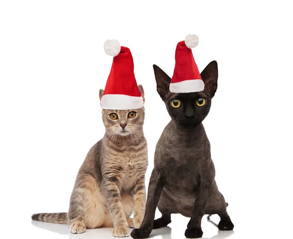 可爱的猫夫妇戴圣诞老人的帽子坐在白色的背景 — 图库照片