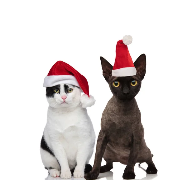 可爱的猫夫妇穿着圣诞老人的服装坐在和站在白色的背景 — 图库照片