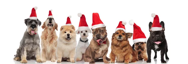 Lindo Grupo Ocho Perros Santa Diferentes Razas Sentado Pie Sobre —  Fotos de Stock