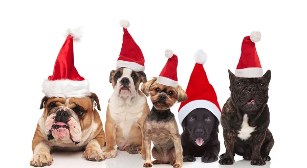 Team Five Cute Santa Dogs Different Breeds Sitting Lying White — Stock Photo, Image