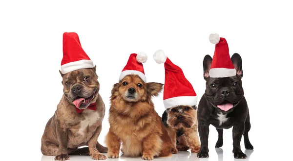 Grupo Cuatro Perros Santa Diferentes Razas Jadeando Mientras Están Pie — Foto de Stock