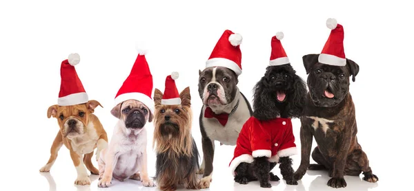 Grande Équipe Six Adorables Chiens Père Noël Races Différentes Assis — Photo