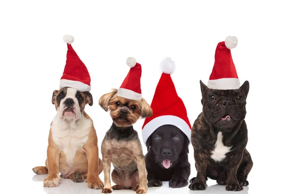 Adorable Group Four Santa Dogs Different Breeds Sitting Lying White — Stock Photo, Image