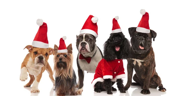 Cinco Perros Encantadores Diferentes Razas Con Trajes Santa Sentado Pie — Foto de Stock