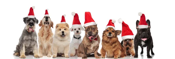 Grupo Oito Bonito Santa Cães Diferentes Raças Sentado Sobre Fundo — Fotografia de Stock