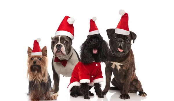 Quatro Cães Adoráveis Vestindo Traje Papai Noel Bowtie Vermelho Sentado — Fotografia de Stock