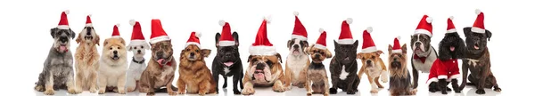 Veel Aanbiddelijke Honden Van Verschillende Rassen Dragen Santa Kostuums Strikjes — Stockfoto