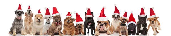 Large Group Merry Santa Dogs Different Breeds Sitting Standing Lying — Stock Photo, Image