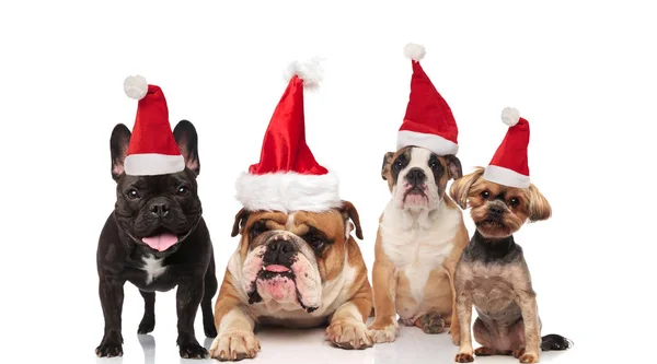 Grupo Cuatro Adorables Diferentes Perros Santa Sentado Pie Acostado Sobre — Foto de Stock