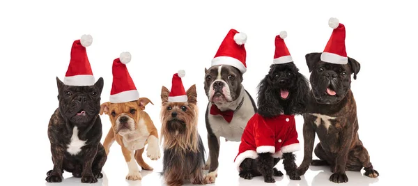 Gruppo Bei Cani Diversi Che Indossano Costumi Babbo Natale Mentre — Foto Stock