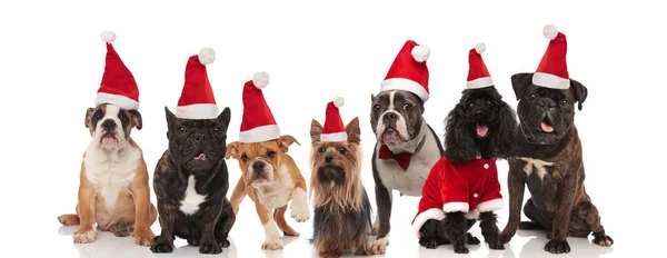 Yedi Güzel Noel Köpekler Oturma Beyaz Arka Plan Üzerinde Duran — Stok fotoğraf