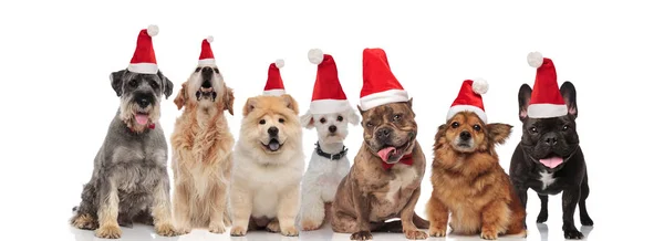 Siete Lindos Perros Santa Diferentes Razas Jadeando Mientras Están Sentados — Foto de Stock