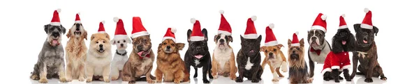 Große Fröhliche Gruppe Verschiedener Hunde Weihnachtsmannkostümen Sitzend Und Stehend Auf — Stockfoto