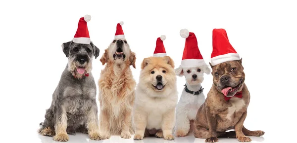 Team Von Fünf Entzückenden Hunden Verschiedener Rassen Weihnachtsmannkostümen Und Fliege — Stockfoto