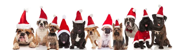 Bonito Grupo Muitos Cães Diferentes Raças Vestidas Como Santa Claus — Fotografia de Stock