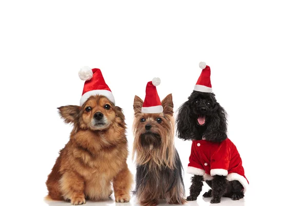 Equipe Três Cães Felizes Vestindo Traje Papai Noel Sentado Fundo — Fotografia de Stock