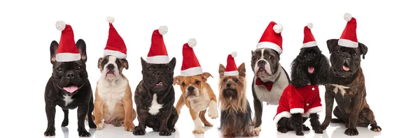 Oito Cães Bonitos Felizes Vestindo Chapéus Papai Noel Sentado Sobre — Fotografia de Stock