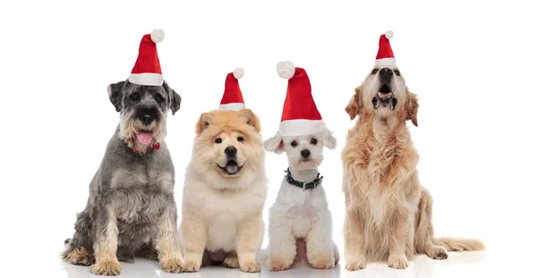 Quatro Adoráveis Papai Noel Cães Diferentes Raças Sentado Ofegante Fundo — Fotografia de Stock