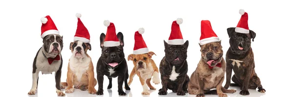 Grupo Siete Adorables Perros Santa Con Lengua Expuesta Sentado Pie — Foto de Stock