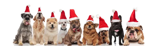 Adorável Equipe Cães Vestindo Trajes Papai Noel Sentado Deitado Sobre — Fotografia de Stock
