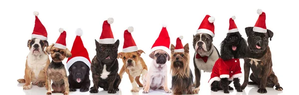 Muitos Cães Bonitos Raças Diferentes Vestindo Chapéus Papai Noel Sentado — Fotografia de Stock