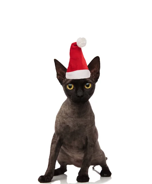 Entzückende Metis Katze Mit Weihnachtsmütze Auf Weißem Hintergrund — Stockfoto