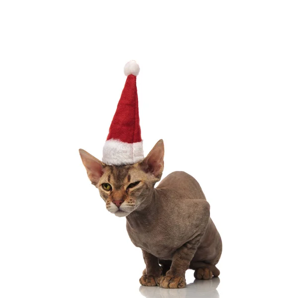 好奇的梅蒂斯猫与圣诞老人的帽子看着一边 而坐在白色的背景 — 图库照片