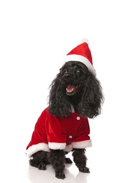 Happy Poodle Wearing Santa Costume Looks Side Pants While Sitting — Stock Photo, Image