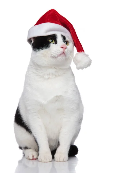 Zvědavý Santa Metis Kočka Vyhledává Stranu Zatímco Sedí Bílém Pozadí — Stock fotografie