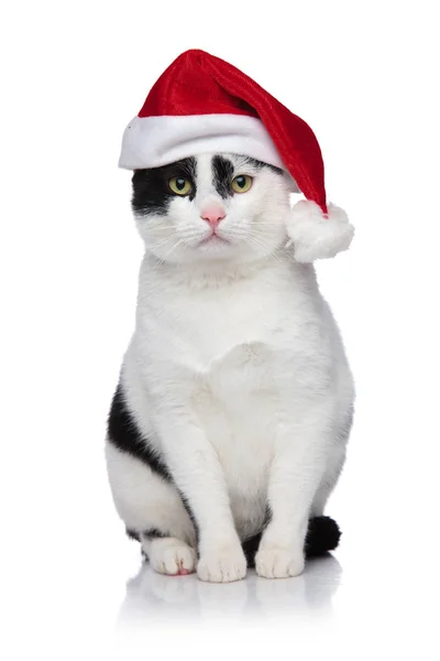 Entzückende Schwarz Weiße Metis Katze Mit Weihnachtsmütze Auf Weißem Hintergrund — Stockfoto