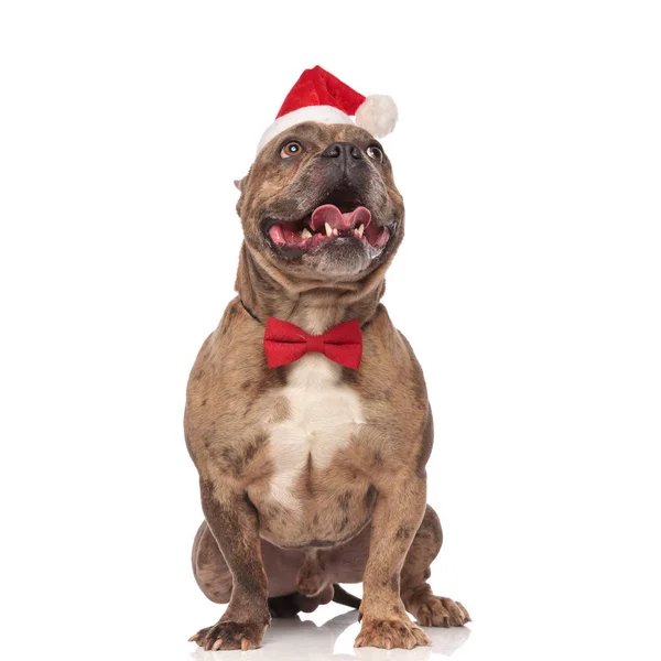 Animado Santa American Bully Com Vermelho Bowtie Olhando Para Cima — Fotografia de Stock