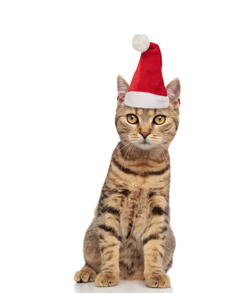 Niedliche Weihnachtsmann Katze Mit Streifen Und Rotem Hut Sitzt Auf — Stockfoto