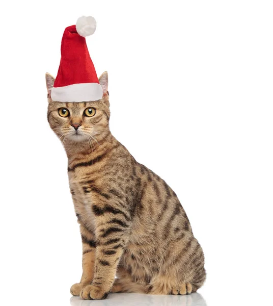 Vista Lateral Adorável Sentado Gato Tabby Com Chapéu Santa Fundo — Fotografia de Stock