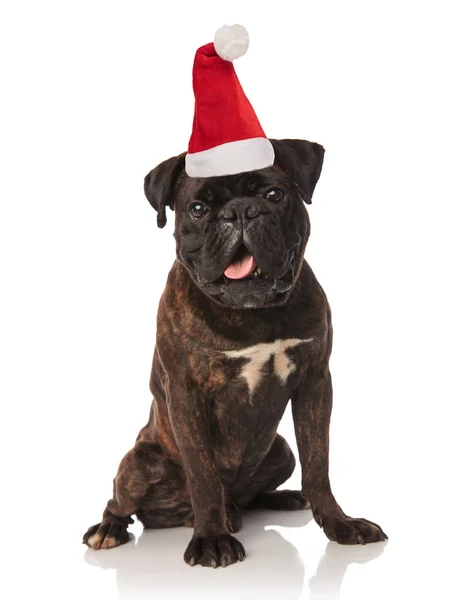 Lindo Boxeador Negro Vestido Como Santa Claus Sentado Sobre Fondo — Foto de Stock