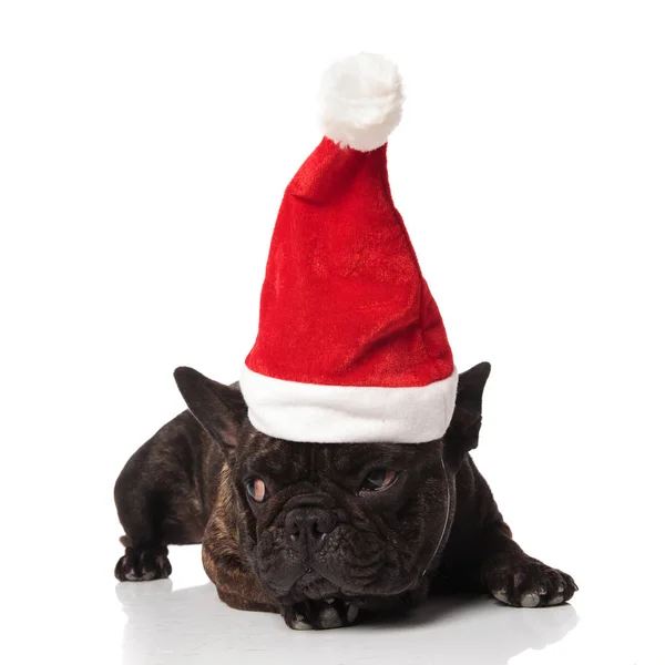 Leuke Franse Bulldog Met Kerst Pet Rusten Witte Achtergrond Zoek — Stockfoto