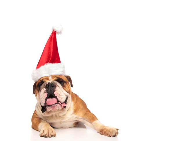 Cute English Bulldog Wearing Santa Hat Lying White Background Panting — Stock Photo, Image