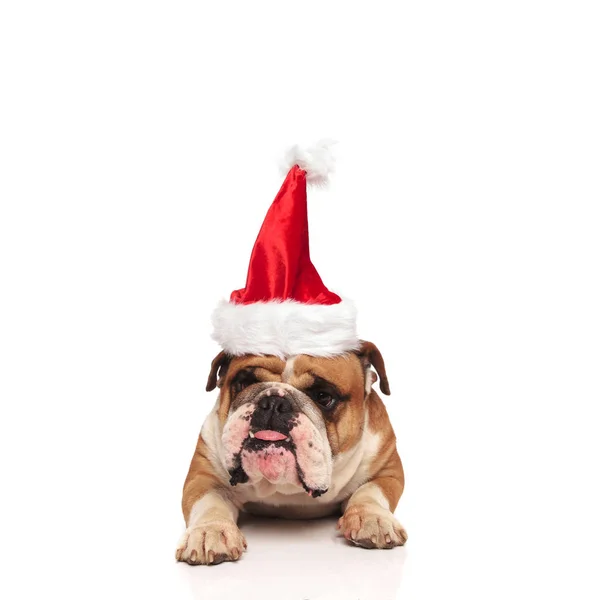 Adorável Inglês Bulldog Com Santa Chapéu Deitado Fundo Branco Ofegante — Fotografia de Stock
