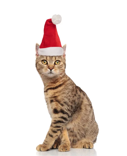 Adorable Tabby Gato Usando Santa Sombrero Sentado Blanco Fondo —  Fotos de Stock