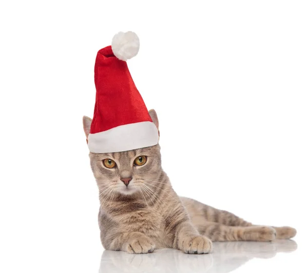 Bel Gatto Grigio Vestito Babbo Natale Sdraiato Sul Lato Sfondo — Foto Stock