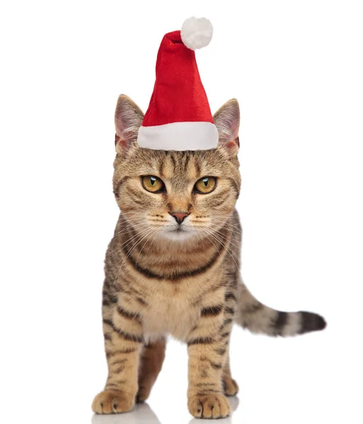 Lovely Santa Cat Stripes Standing White Background — Stock Photo, Image