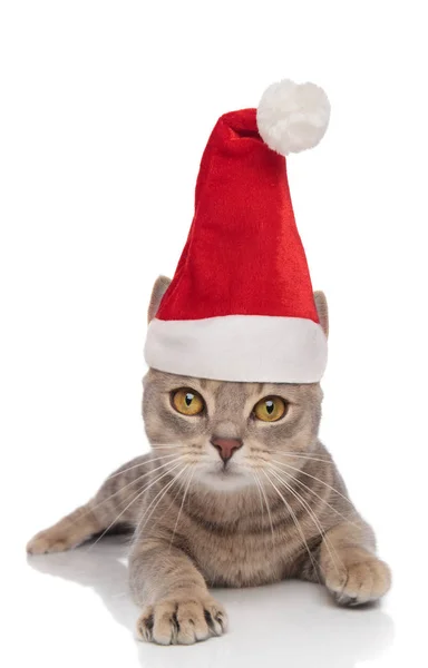 Bonito Cinza Gato Vestindo Santa Chapéu Deitado Branco Fundo — Fotografia de Stock