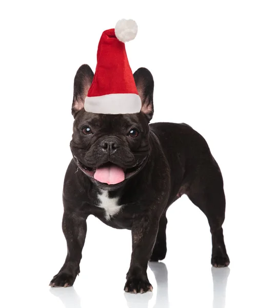 Feliz Negro Francés Bulldog Con Santa Gorra Pie Jadeando Sobre —  Fotos de Stock