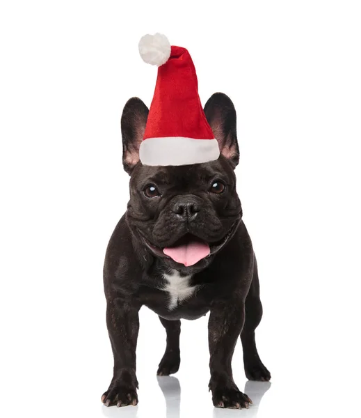 Bedårande Santa Fransk Bulldog Flämtande Och Stående Vit Bakgrund Ser — Stockfoto
