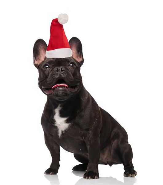 Sorprendido Santa Francés Bulldog Con Lengua Expuesta Mira Hacia Arriba —  Fotos de Stock