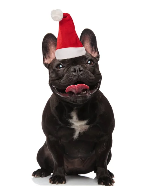Joyful Svart Fransk Bulldog Santa Hatt Sitter Vit Bakgrund Och — Stockfoto