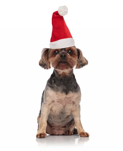Braun Weihnachtsmann Spielzeug Yorkie Mit Weihnachtsmann Hut Sitzt Auf Weißem — Stockfoto