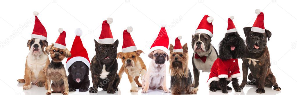 many cute dogs of different breeds wearing santa hats sitting, standing and lying on white background
