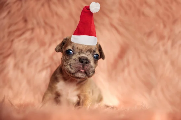 Adorável Pouco Americano Bully Santa Filhote Cachorro Mordendo Sua Língua — Fotografia de Stock