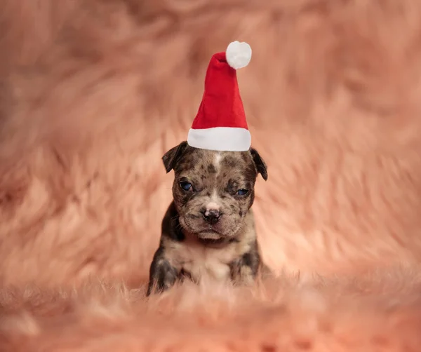 Bonito Pouco Grinch Filhote Cachorro Vestindo Santa Chapéu Olha Para — Fotografia de Stock