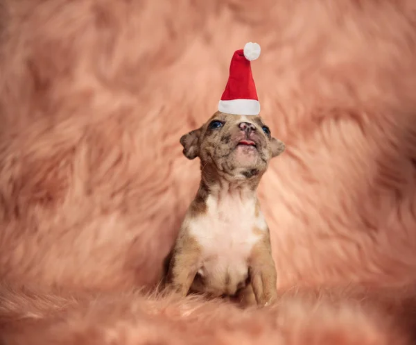 Bonito Pouco Santa Filhote Cachorro Olha Para Cima Enquanto Sentado — Fotografia de Stock